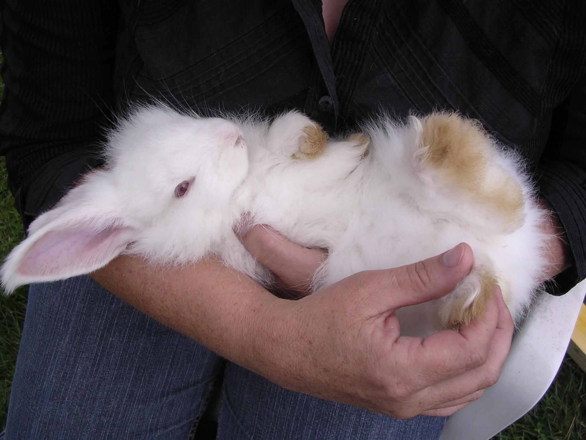 Bonne nouvelle pour les lapins : Citadium arrête l’angora