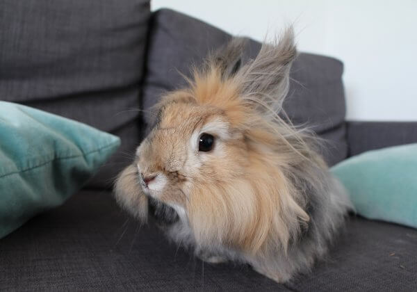 angora lapin laine