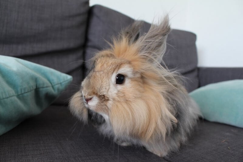 angora lapin laine