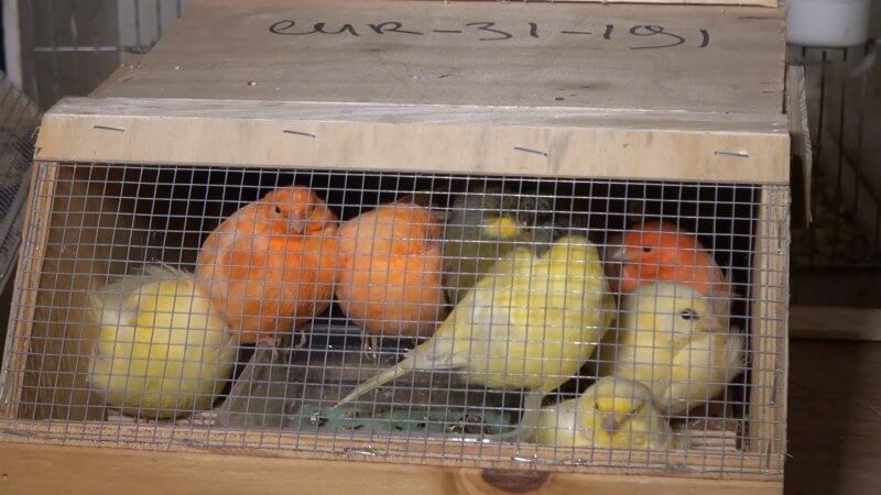 animalerie transport oiseaux
