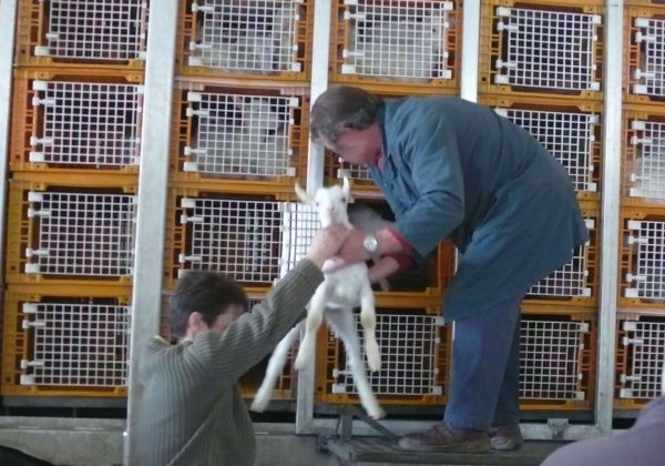 Les animaux ne sont pas des marchandises et voici 10 moyens de leur venir en aide