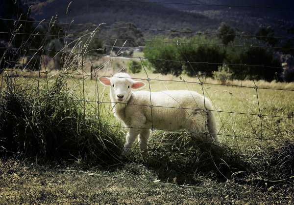 10 choses que l’industrie de la laine préfèrerait taire
