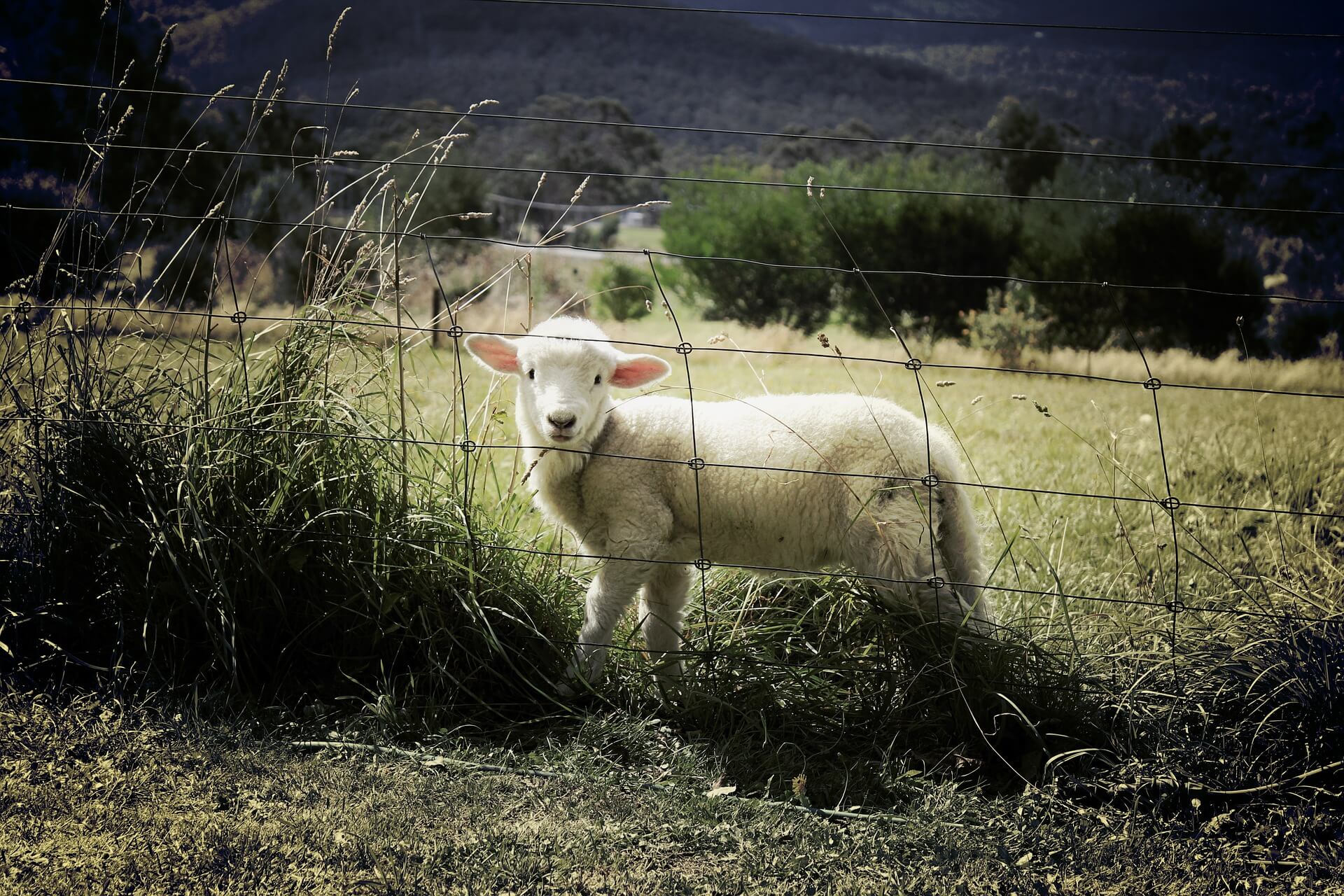 10 choses que l’industrie de la laine préfèrerait taire