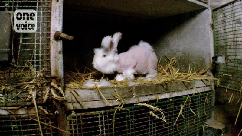 lapins angora épilé cage