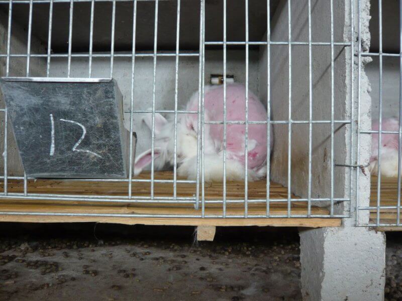 angora enquête Chine