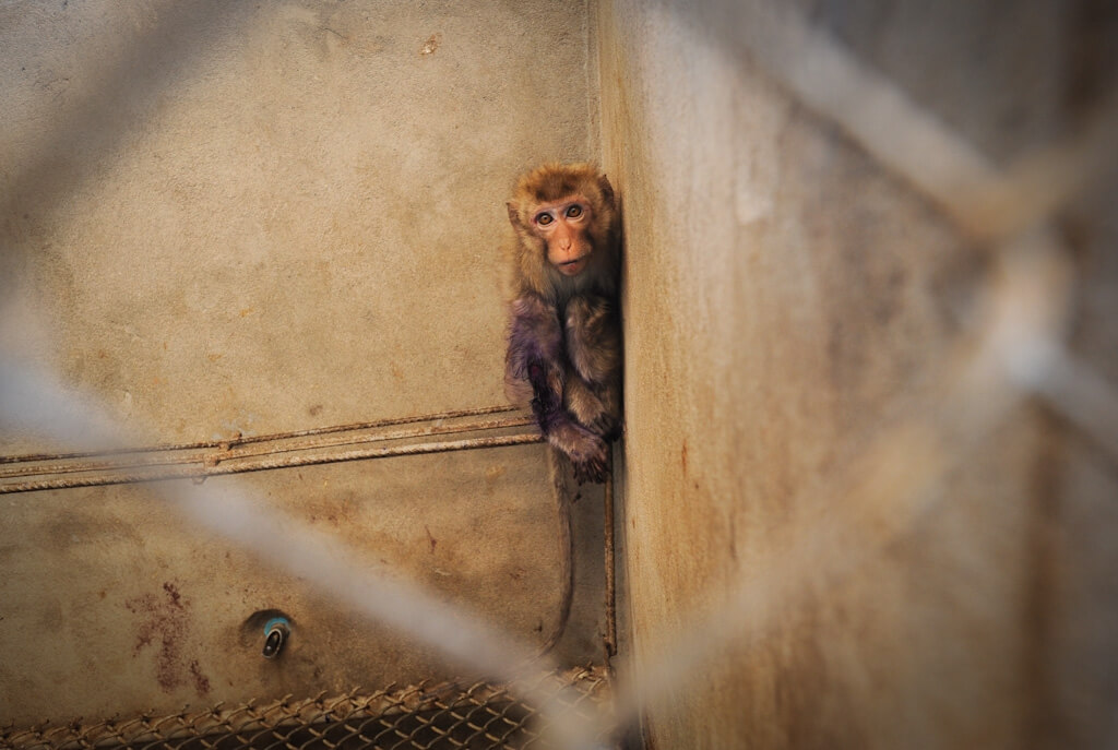 La Commission européenne va-t-elle agir efficacement pour mettre fin aux expériences sur les primates ?