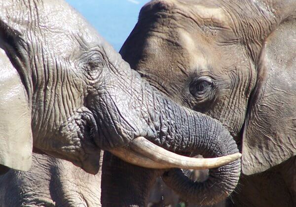 Plus d’animaux prisonniers des cirques sur le territoire de Vémars !