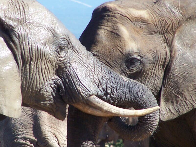 éléphants afrique libres