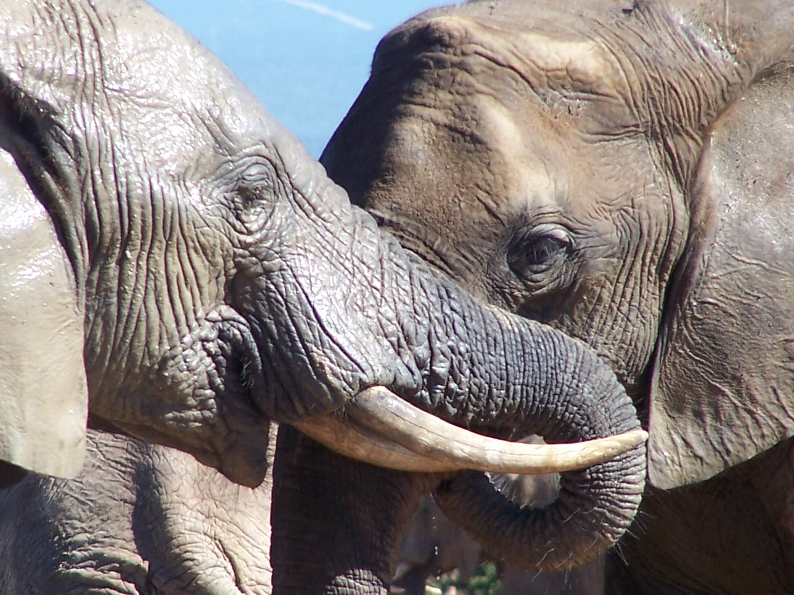 Plus d’animaux prisonniers des cirques sur le territoire de Vémars !