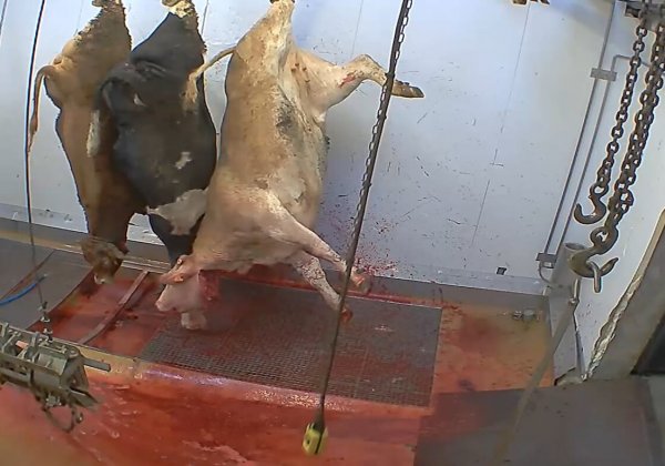 De combien d’enquêtes dans les abattoirs avons-nous besoin avant d’ouvrir les yeux ?