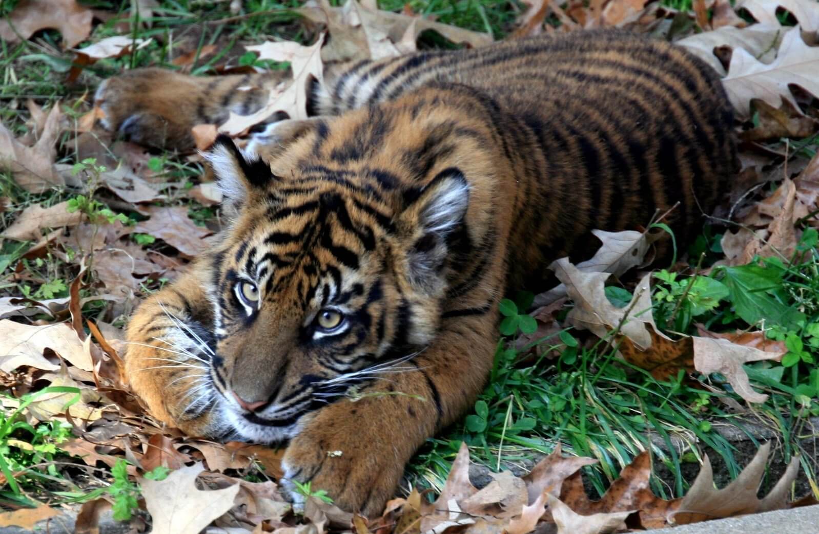 tigre bébé