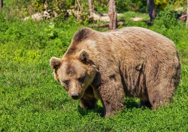 Contactée par PETA, cette discothèque n&rsquo;exhibera plus d&rsquo;animaux sauvages