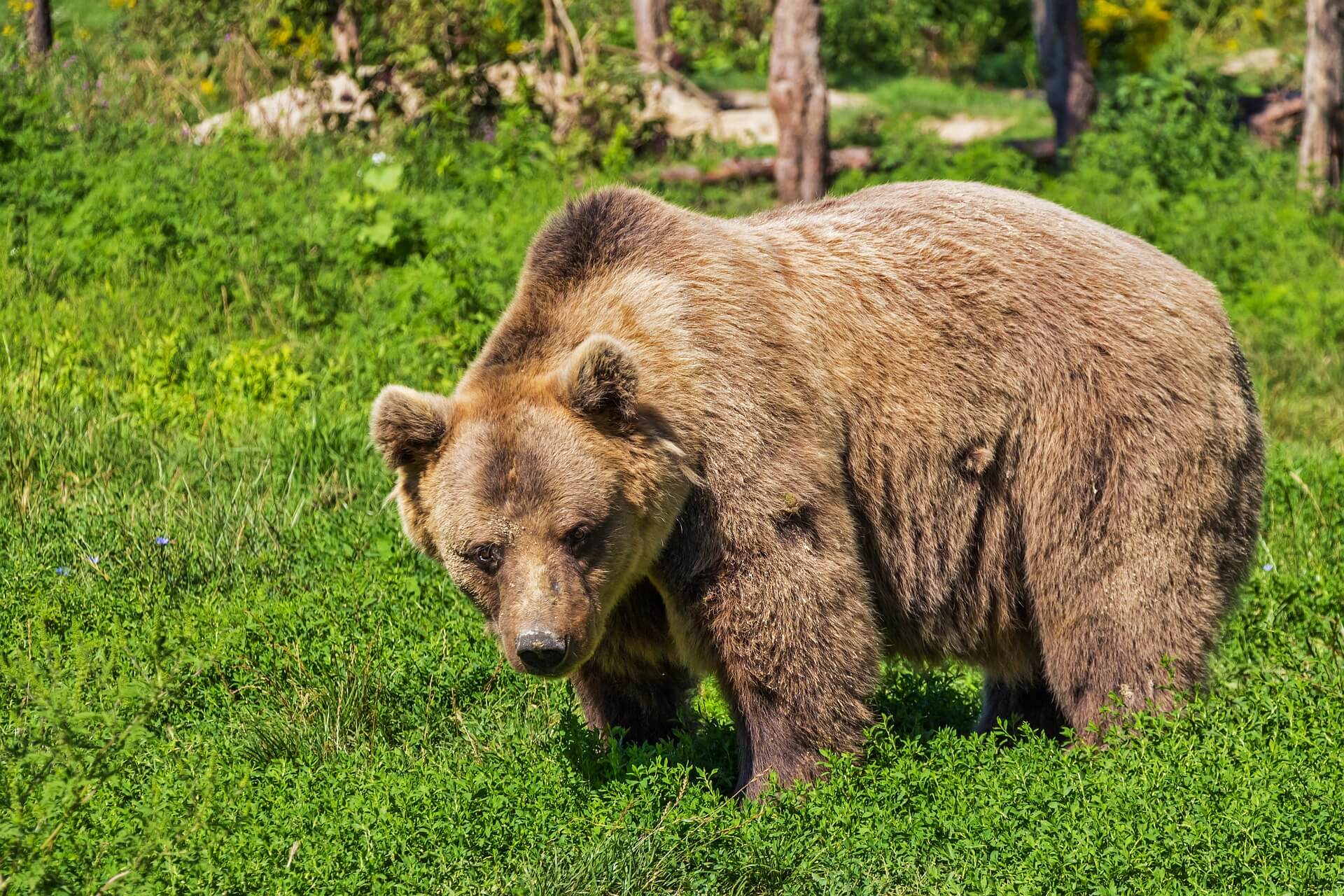 Contactée par PETA, cette discothèque n’exhibera plus d’animaux sauvages