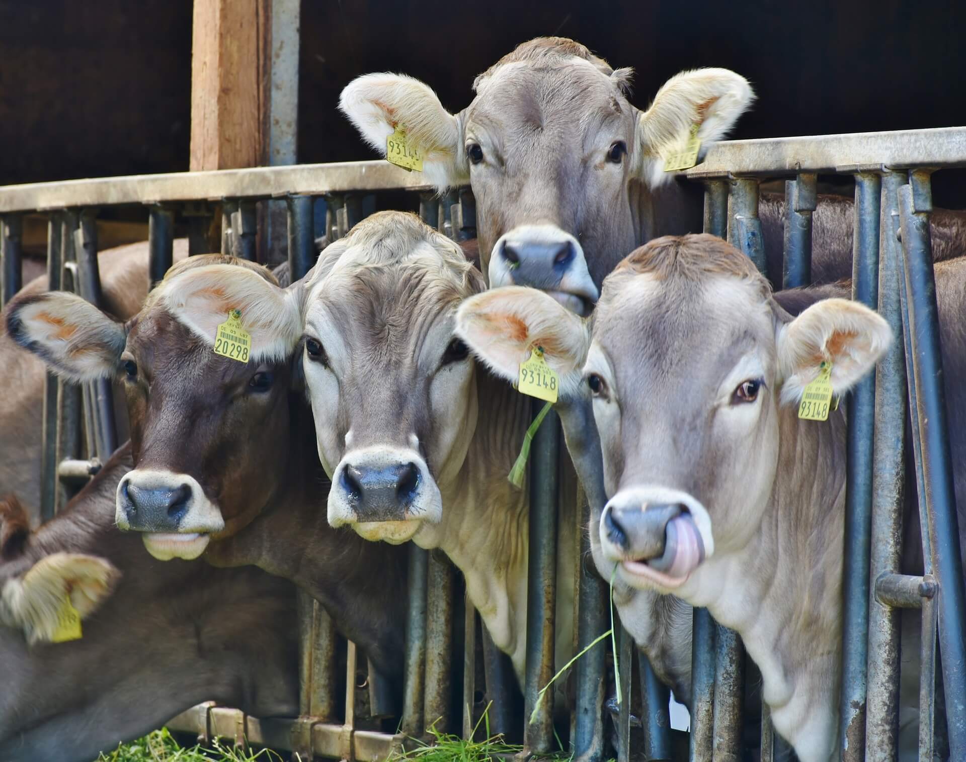 10 Raisons Pour Lesquelles Le Lait Est Un Vrai Cauchemar Actualites Peta France