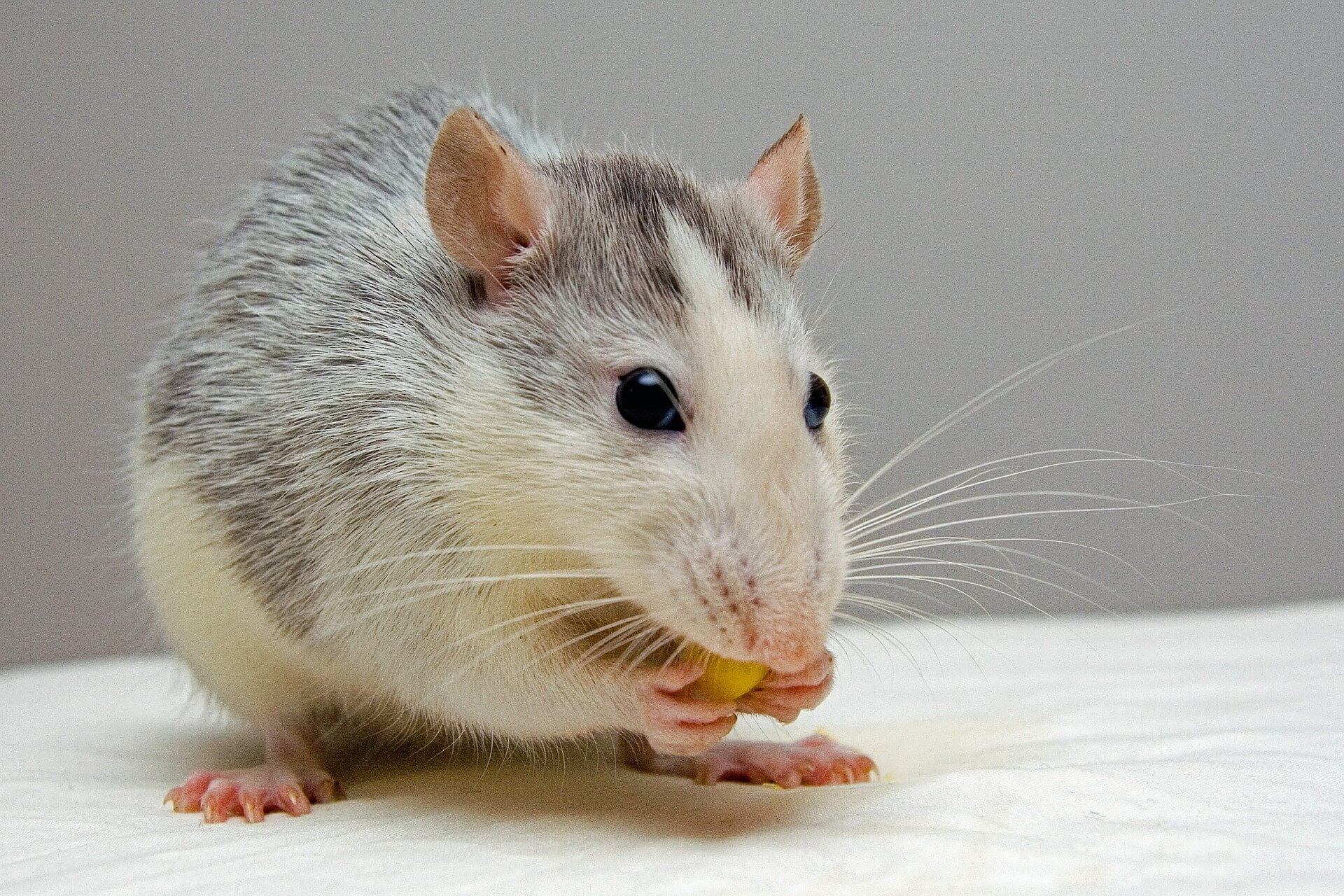 La Chine adopte son premier test sans animaux pour les cosmétiques