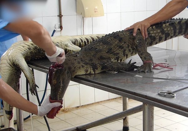 Au Vietnam, des crocodiles se font inciser et dépecer pour des sacs en cuir