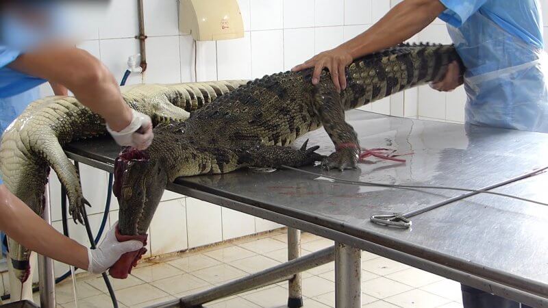 Marque sales vetement crocodile