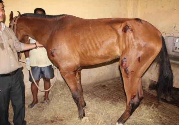 Le Consortium scientifique international de PETA finance la recherche pour faire cesser les expériences sur les chevaux