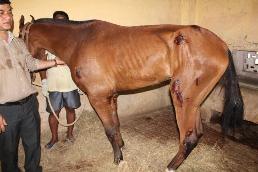 Grâce à PETA Inde, des milliers de chevaux qui souffrent en Inde pourraient être épargnés !