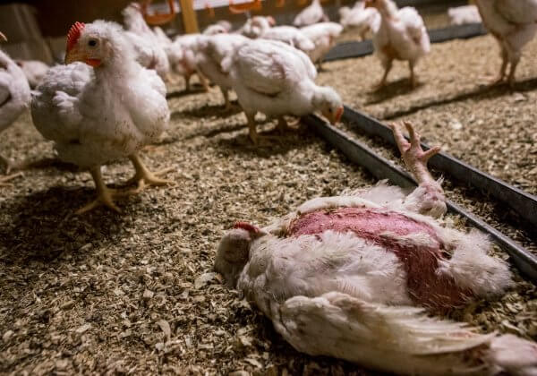 Le « haut niveau de bien-être » animal de Marks & Spencer en vidéo