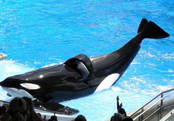 Tilikum, l&rsquo;orque la plus exploitée de SeaWorld est morte
