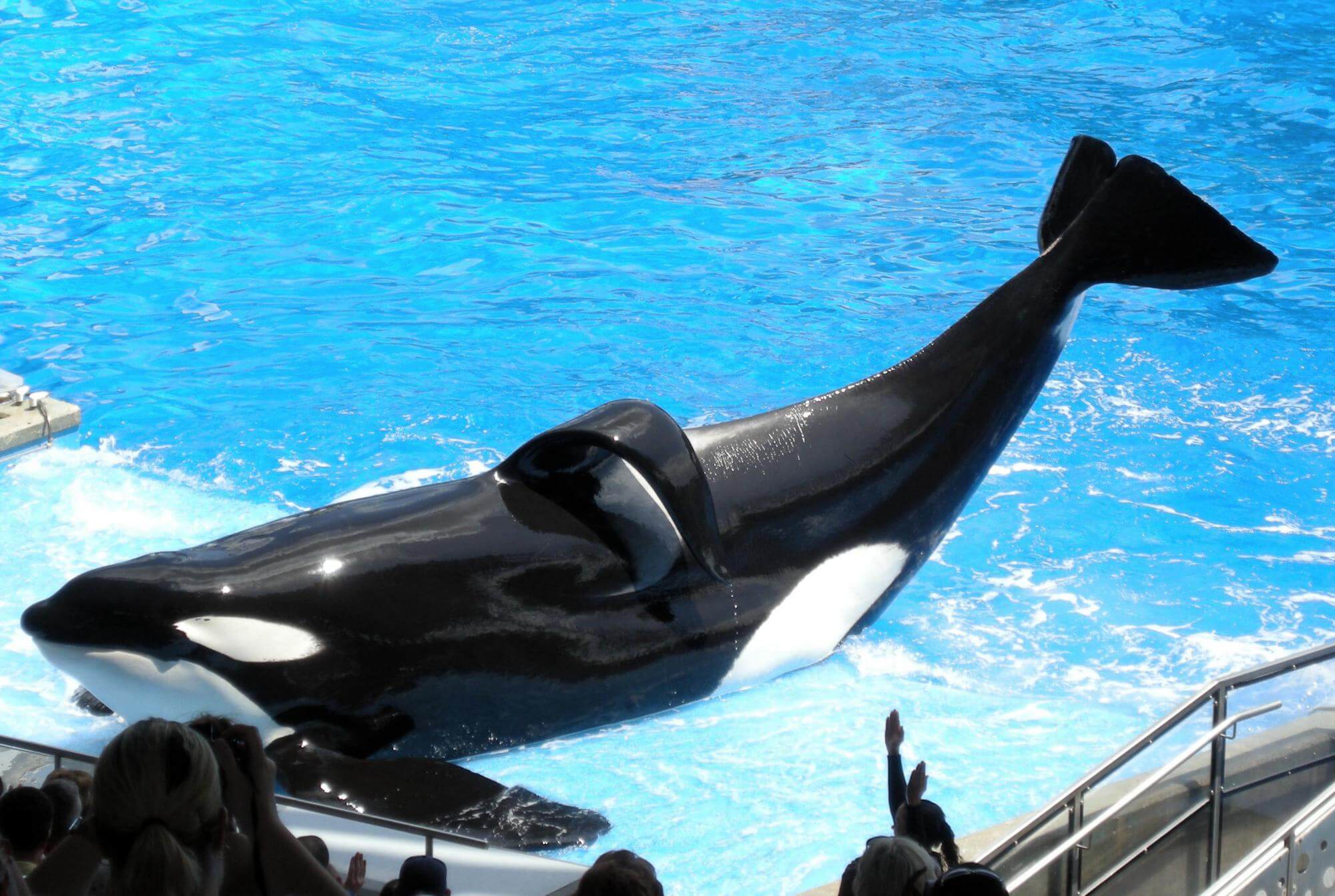 Tilikum, l’orque la plus exploitée de SeaWorld est morte