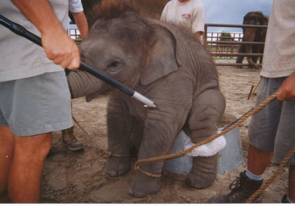 bébé élephant dressage cirque