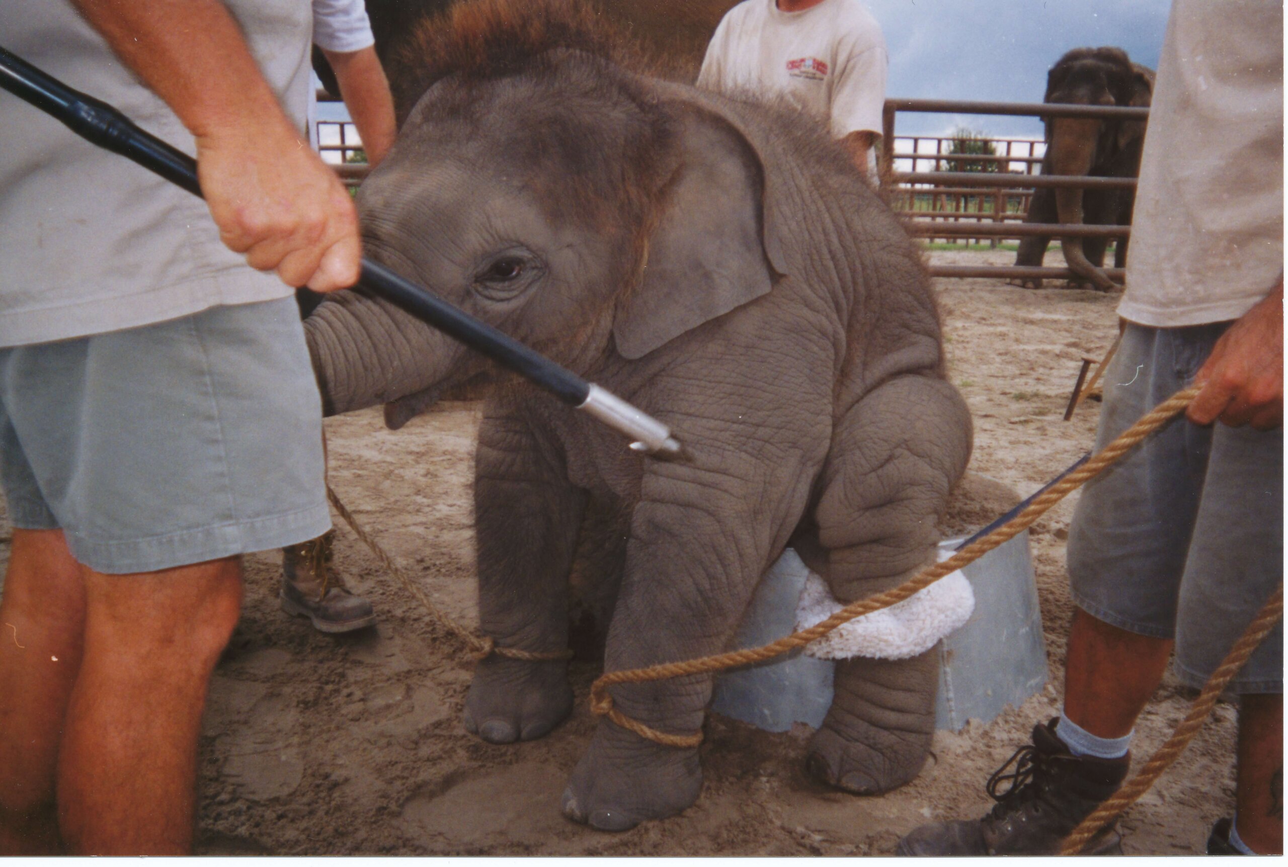 bébé élephant dressage cirque