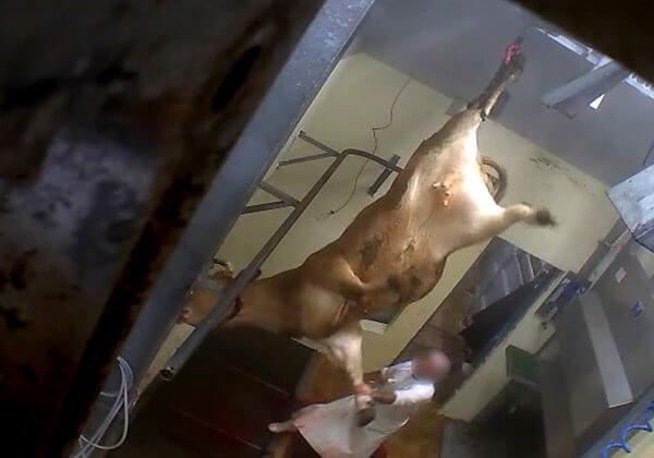 Avec ou sans contrôle vidéo, les abattoirs tuent