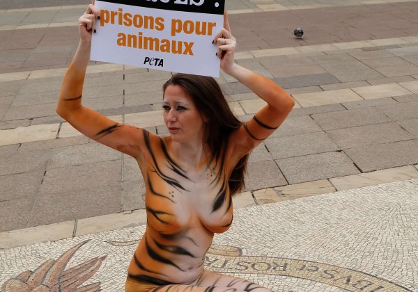 Une militante nue de PETA peinte en tigresse appelle Avignon à interdire les cirques avec animaux