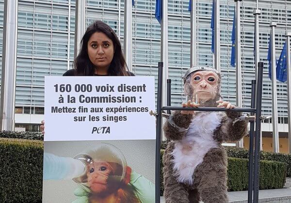 Des manifestants de PETA amènent un « singe » qui a été blessé et tourmenté à la Commission européenne