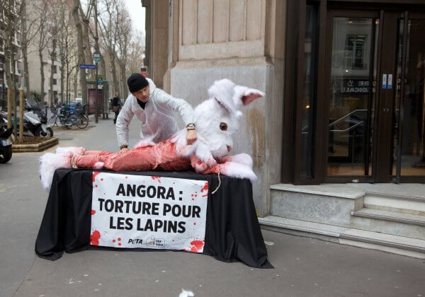 Le ministre de l&rsquo;Agriculture va-t-il finir par entendre le cri des lapins angoras ?