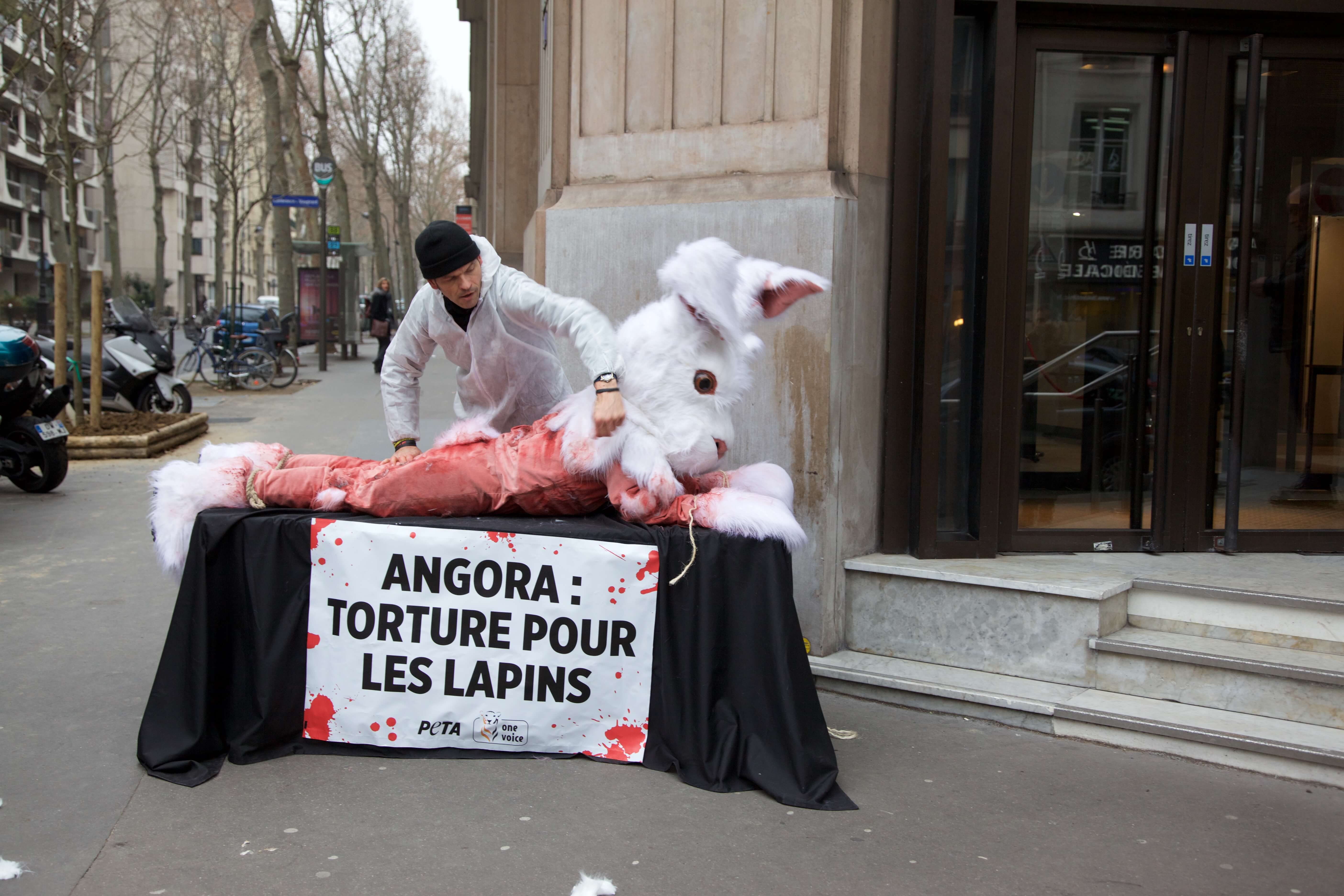 Le ministre de l’Agriculture va-t-il finir par entendre le cri des lapins angoras ?