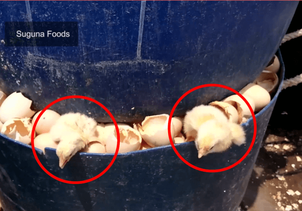 Des poussins brûlés, écrasés et noyés dans des entreprises qui produisent des œufs et de la chair de poulet en Inde