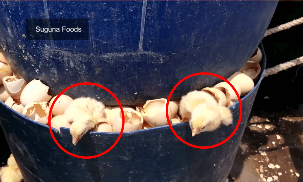 Des poussins brûlés, écrasés et noyés dans des entreprises qui produisent des œufs et de la chair de poulet en Inde