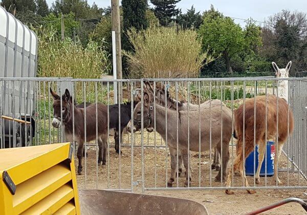 Grâce à son action elle parvient à faire interdire les cruels cirques animaliers dans sa commune