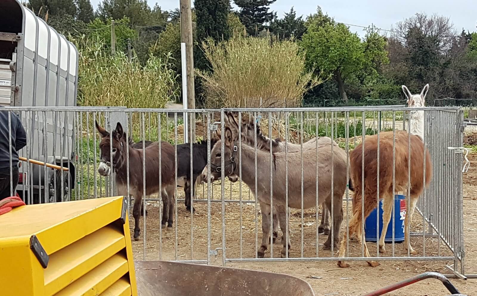 Grâce à son action elle parvient à faire interdire les cruels cirques animaliers dans sa commune