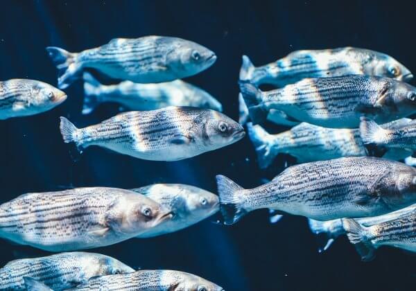 L’intelligence des poissons