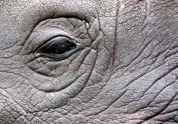 En France, des braconniers assassinent un rhinocéros pour sa corne