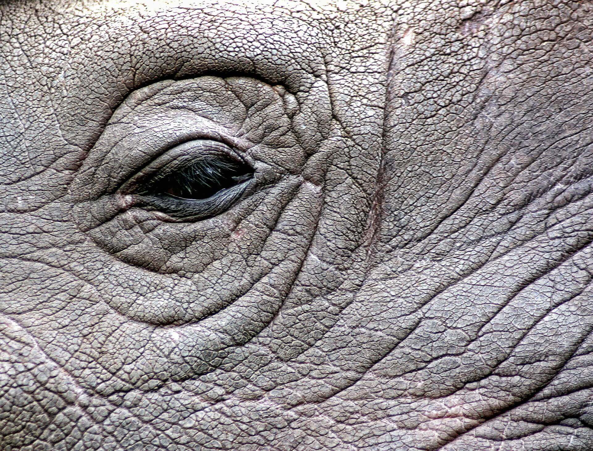 En France, des braconniers assassinent un rhinocéros pour sa corne