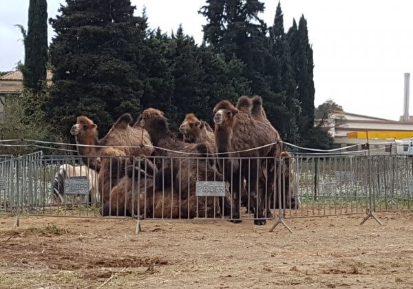 Cruels et dangereux : qu’attend-t-on pour interdire les cirques animaliers ?