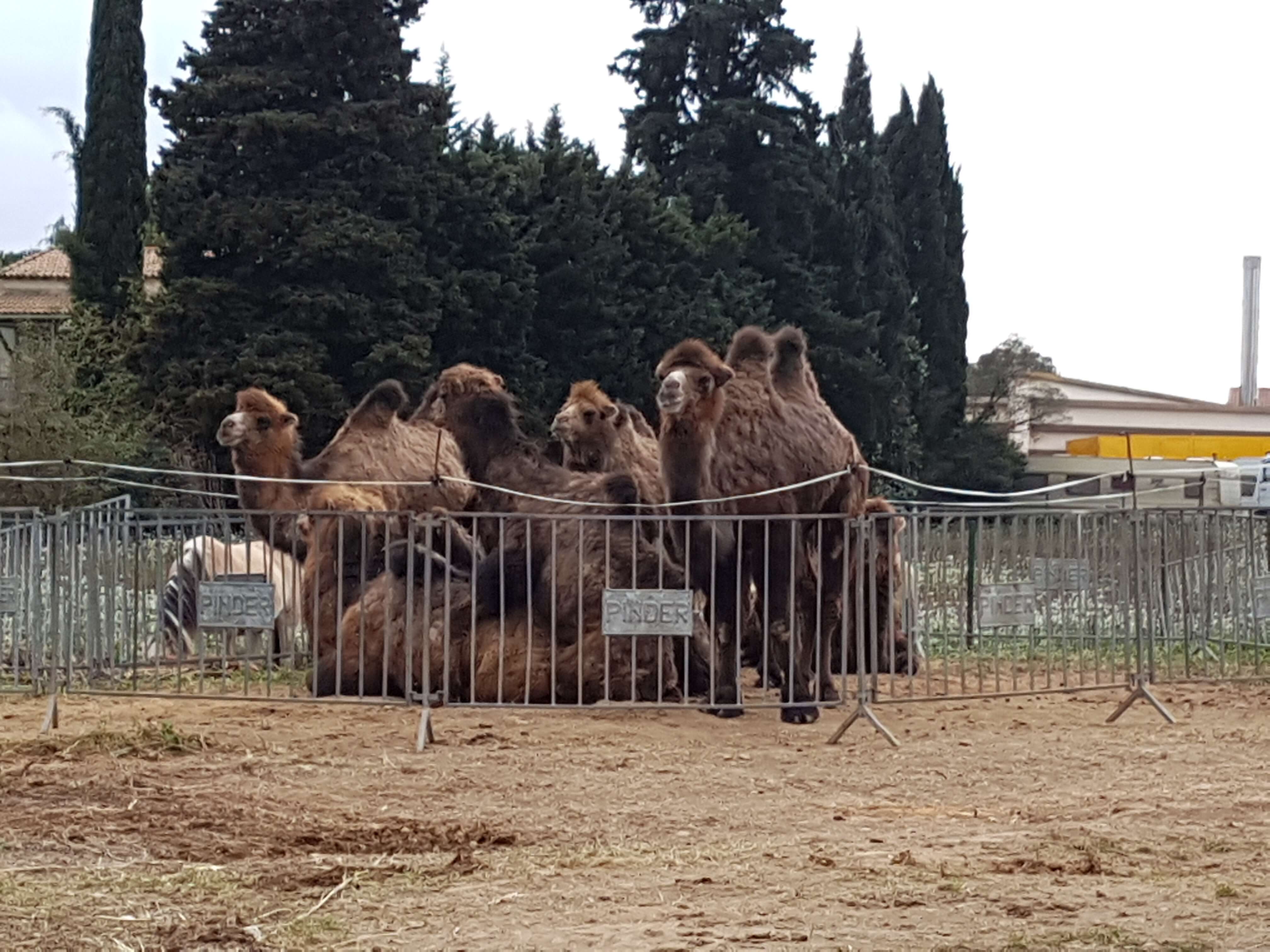 Cruels et dangereux : qu’attend-t-on pour interdire les cirques animaliers ?