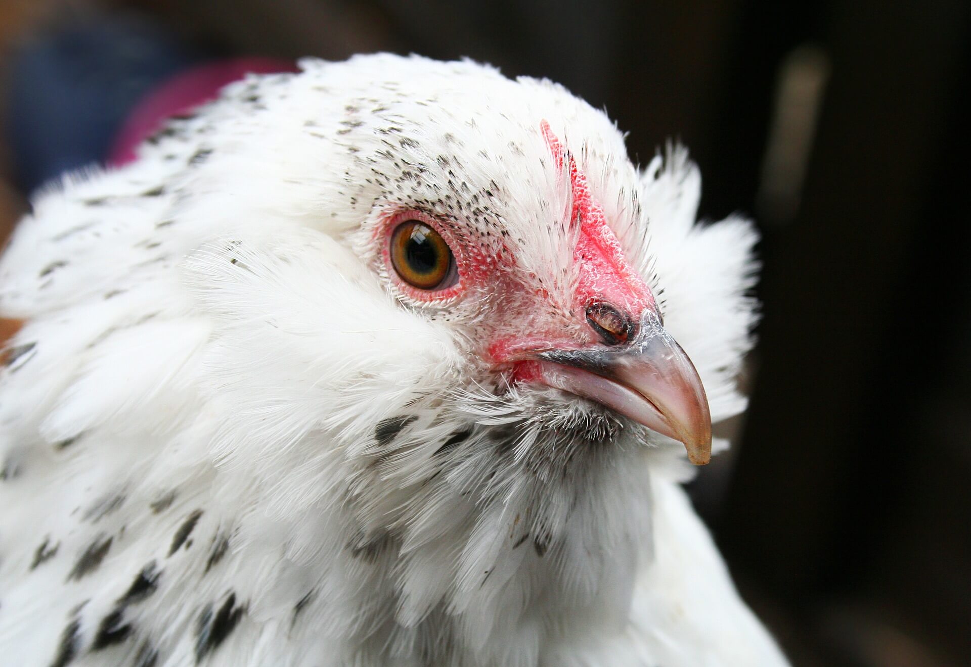 L&rsquo;intelligence des poules nous rabat le caquet