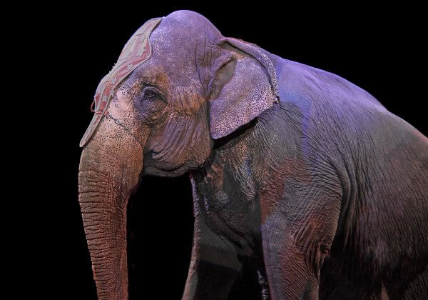 Le Festival du Cirque de Monte-Carlo doit renoncer à l’exploitation d’animaux