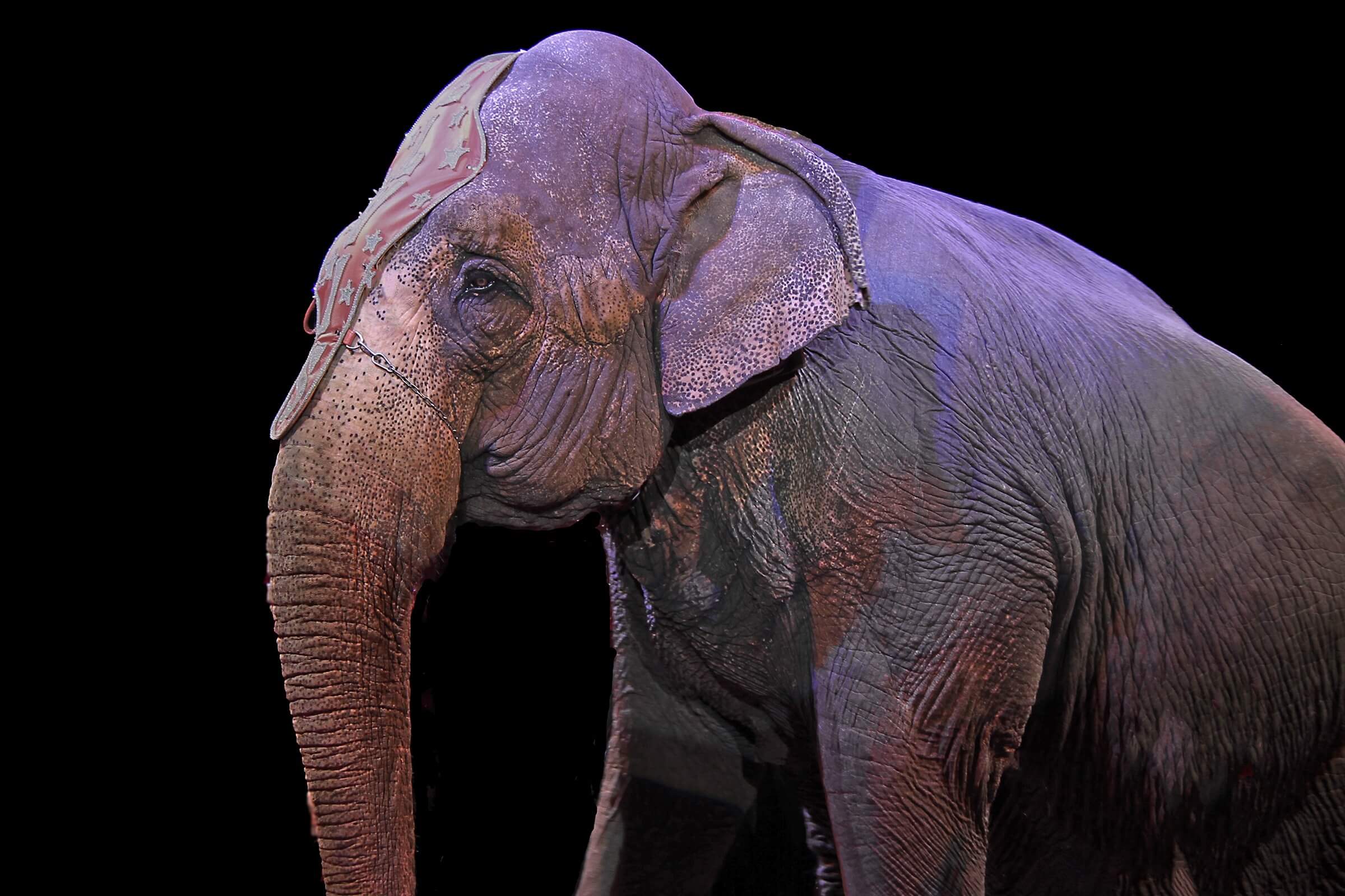 Le Festival du Cirque de Monte-Carlo doit renoncer à l&rsquo;exploitation d&rsquo;animaux