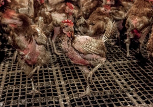 Plein-air ? PETA révèle l’élevage des poules tel qu’il est.