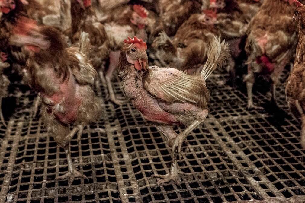 Plein-air ? PETA révèle l’élevage des poules tel qu’il est.