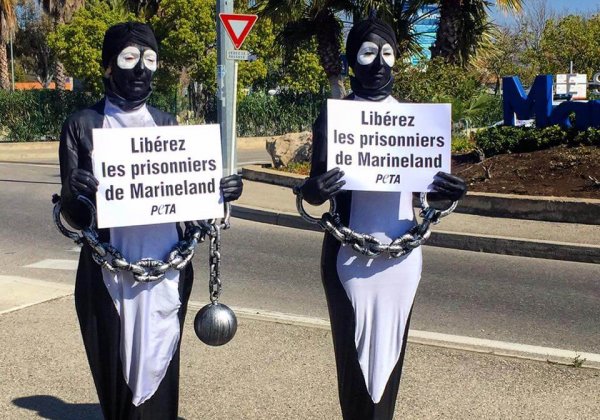 Victoire ! La reproduction des orques et des dauphins actuellement détenus en France est désormais interdite !