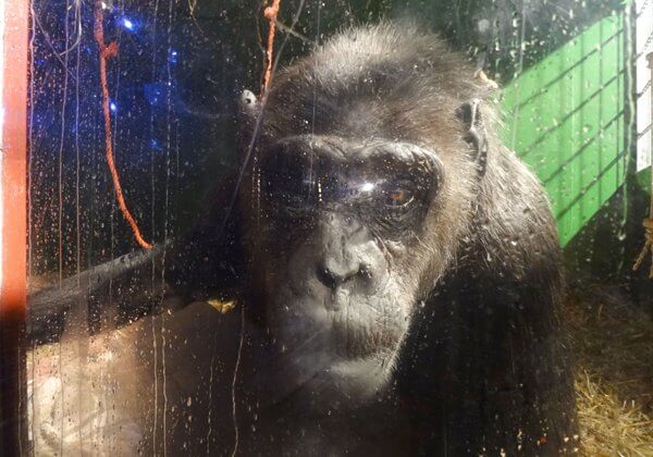 Après 6 ans de campagne de PETA Allemagne, un tribunal accorde la liberté au dernier chimpanzé du pays prisonnier d’un cirque