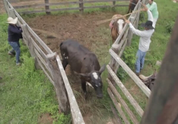 Dites à H&M de ne plus vendre de peaux animales